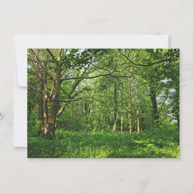 Carte Scène De Bois. Blackweir Woods, Cardiff (Devant)