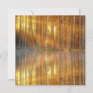 Carte Scène de la forêt de Misty