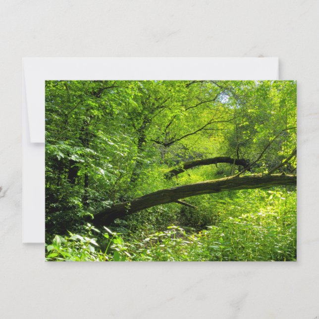 Carte Scène Woodland (Devant)