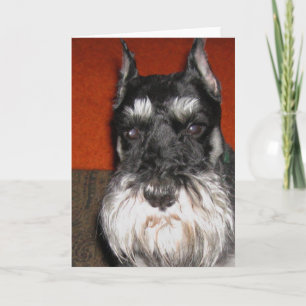 Carte Schnauzer