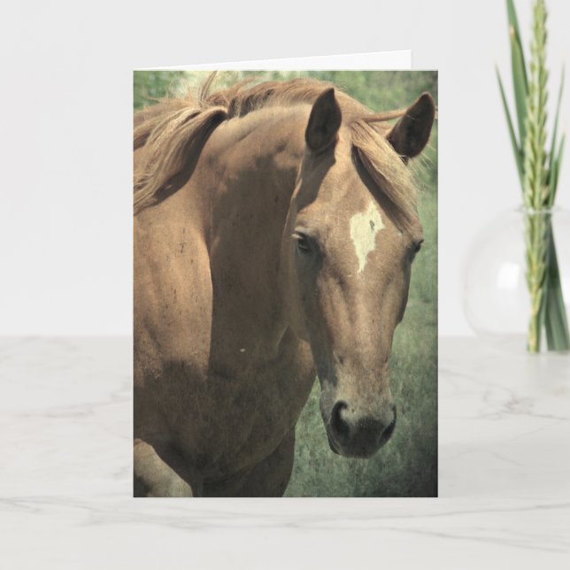 Carte Scotch Le Cheval, Anniversaire (Devant)