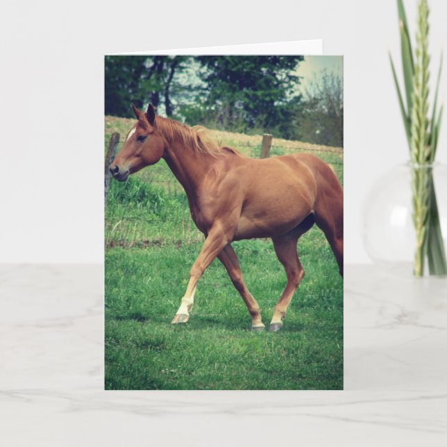 Carte Scotch the Horse, Anniversaire (Devant)