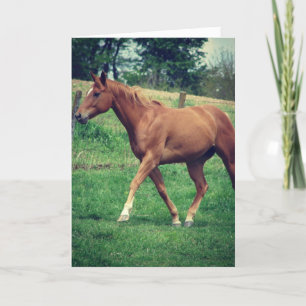 Carte Scotch the Horse, Anniversaire