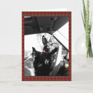 Carte Scottie
