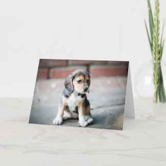 Carte Séance de beagle de bébé