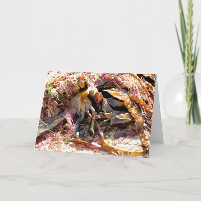 CARTE SEAWEED (Devant)