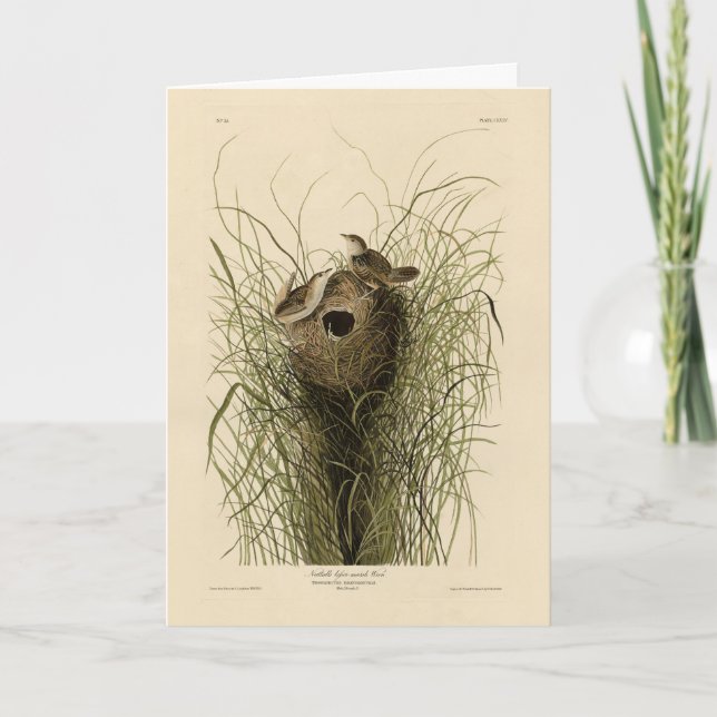 Carte Sedge Wren de Audubon's Birds of America (Devant)