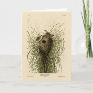 Carte Sedge Wren de Audubon's Birds of America