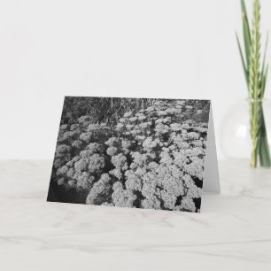 Carte Sedum Automne Joy