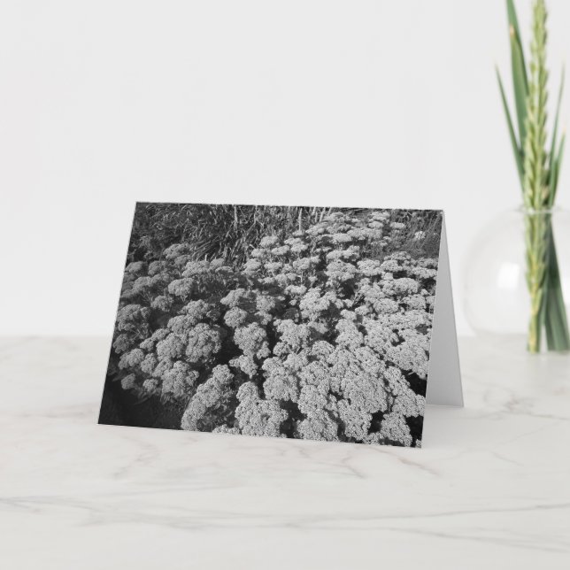 Carte Sedum Automne Joy (Devant)