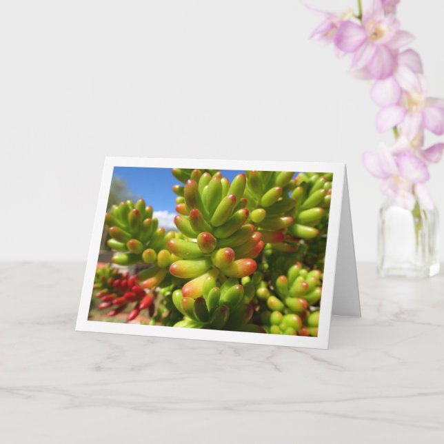 Carte Sedum Rubrotinctum, plante succulente haricot de g (Orchidée)