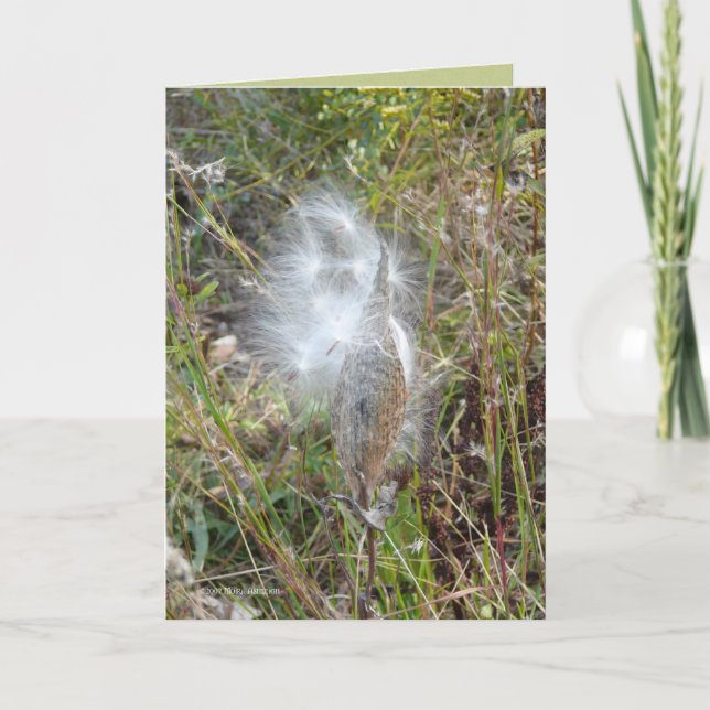 Carte Seeds Fly (Devant)