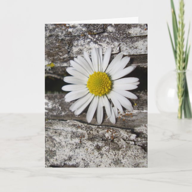 Carte Sentez-vous mieux bientôt, marguerite et bois dépr (Devant)