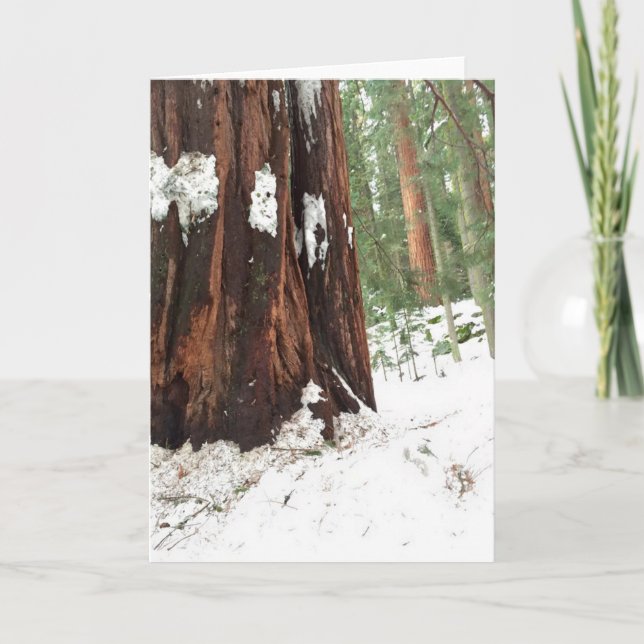 Carte Séquoia dans la neige (Devant)
