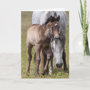 Carte Sérénité du Cheval sauvage