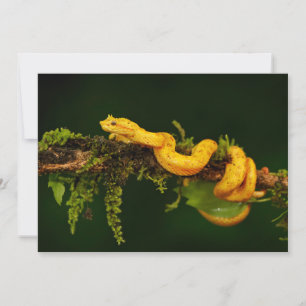 Carte Serpent Viper Poison du Costa Rica