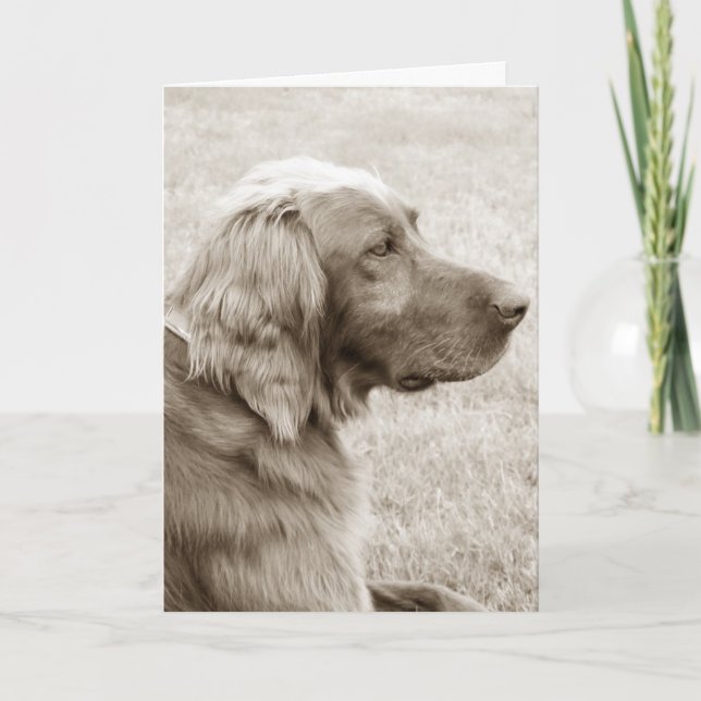 Carte Setter irlandais (Devant)