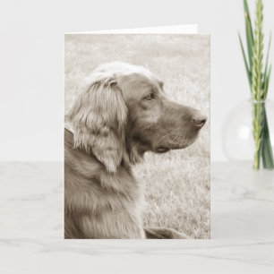 Carte Setter irlandais