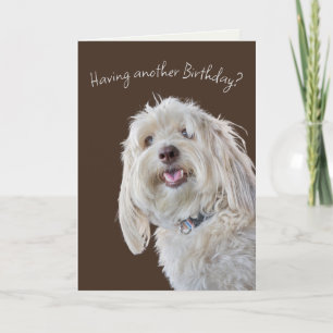 Carte Shaggy Poodle Humour d'anniversaire