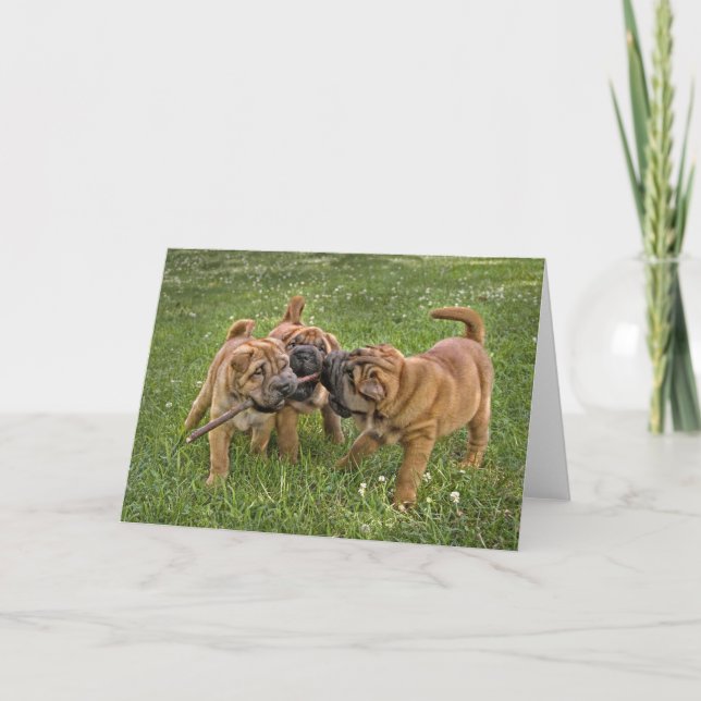 Carte Shar Pei Pups with Stick Greeting Card (Devant)