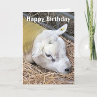 SHEEP