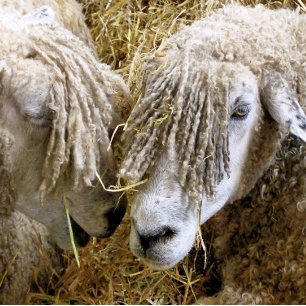CARTE SHEEP