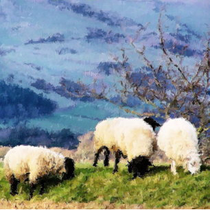 CARTE SHEEP