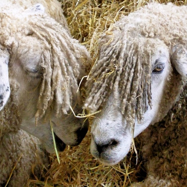 CARTE SHEEP (Créateur téléchargé)