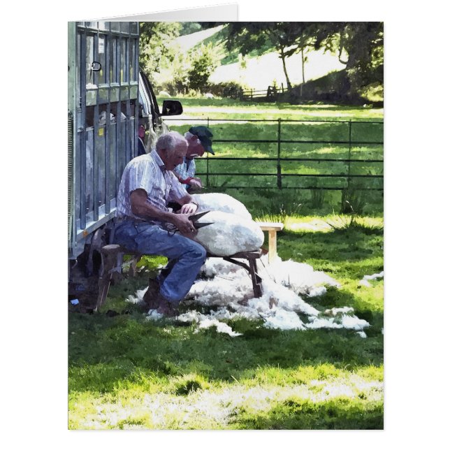 CARTE SHEEP SHEARING (Devant)