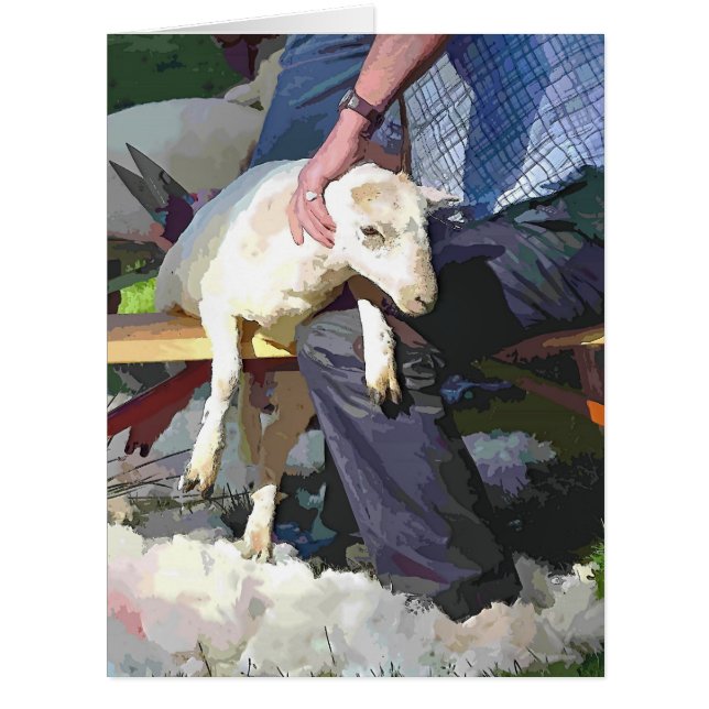 CARTE SHEEP SHEARING (Devant)
