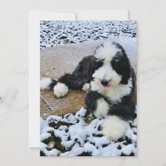 Carte Sheepadoodle