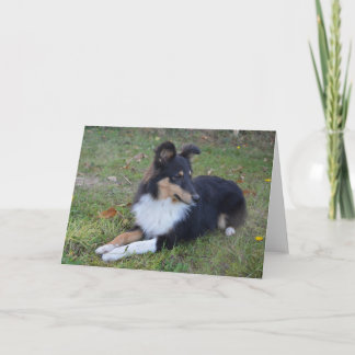 Carte Shetland Sheepdog Black Tri Lay