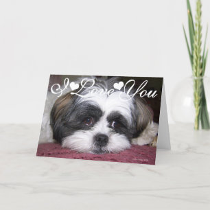 Carte Shih Tzu Chien Photo Je T'Aime
