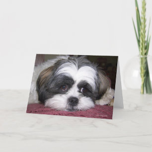Carte Shih Tzu Dog