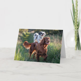 Carte Shih Tzu et Irish Setter Card