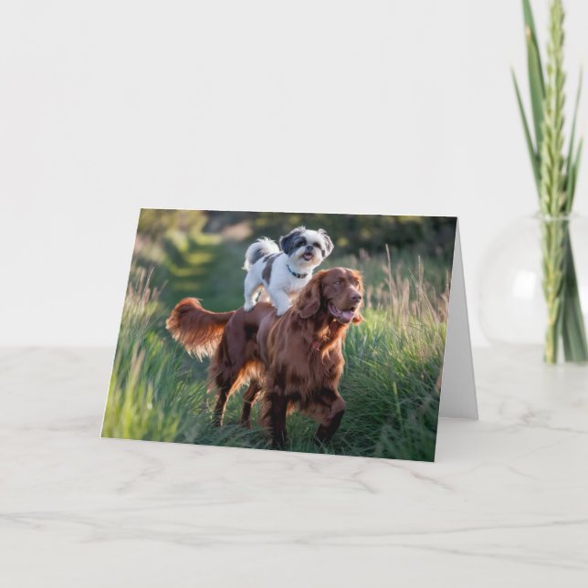 Carte Shih Tzu et Irish Setter Card (Devant)