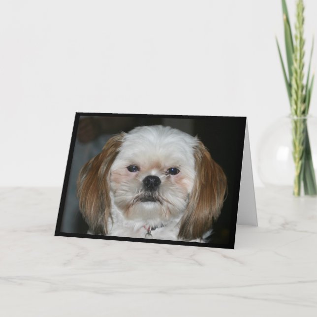 Carte "Shih Tzu Vaut Mieux Avoir Un Joyeux Anniversaire  (Devant)