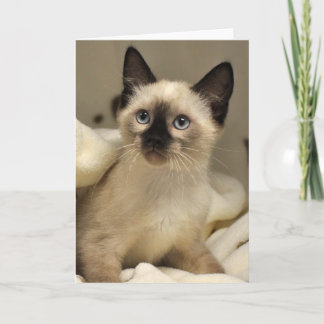 Carte siamoise de chaton de délivrance de chat de