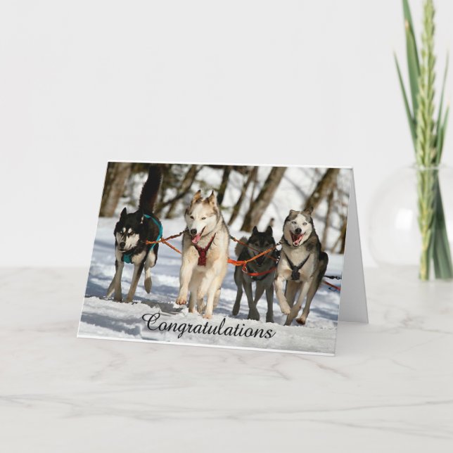 Carte Sibérienne Husky Graduation Card (Devant)
