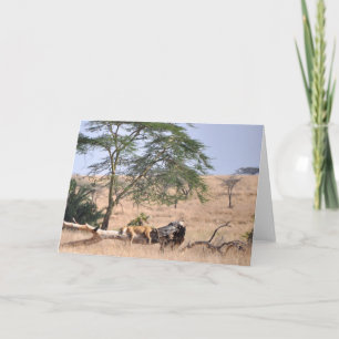 Carte Siesta, Serengeti