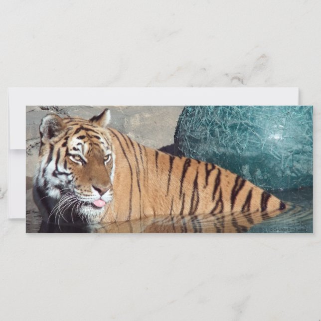 Carte Signet photo du tigre du Bengale (Devant)