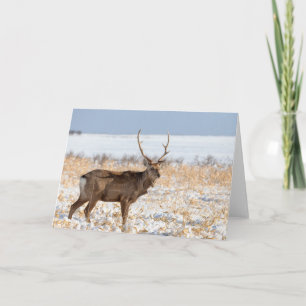 Carte Sika Stag dans un champ neigeux   Japon