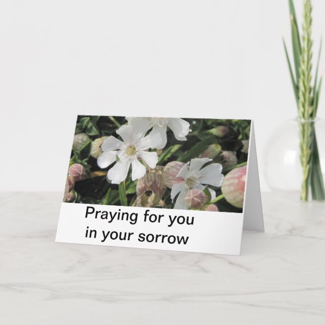 Carte Silènes enflées, les Cornouailles (Devant)