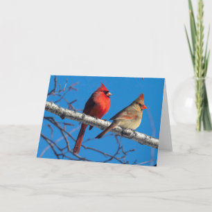Carte Silent Wonders Blank Greeting Card Cardinals