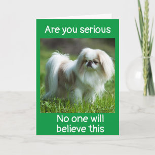 CARTE SILLY DOG DIT *FÉLICITATIONS POUR VOTRE NOUVEAU TR