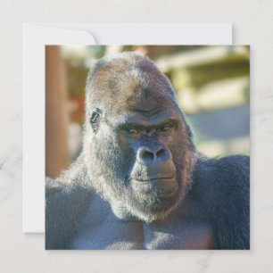 Carte Silverback frappant