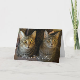Carte Simple Cats Photo Fête des mères