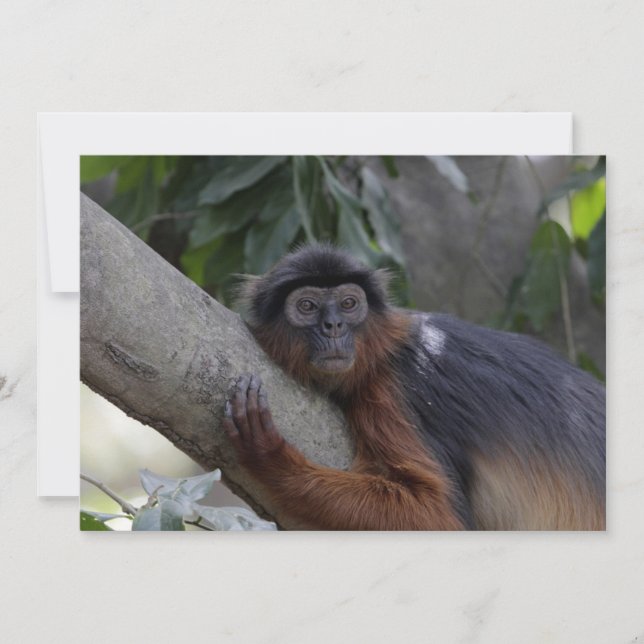 Carte Singe de l'Ouest Red Colobus (Devant)