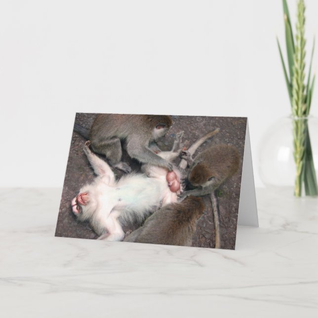 Carte singes (Devant)