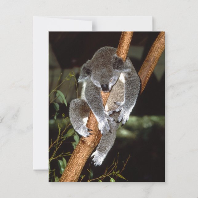 Carte Sleepy Koala (Devant)